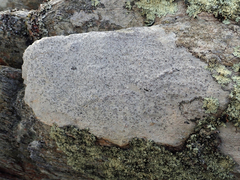 Pertusaria graphica