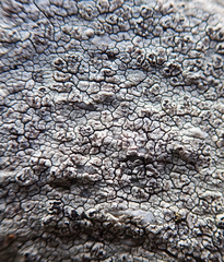 Pertusaria graphica