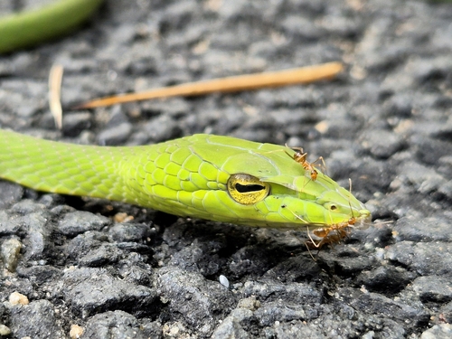 Malabar Vine Snake