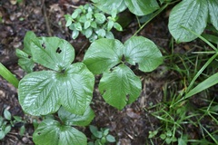 (c) Dr. Alexey Yakovlev, some rights reserved (CC BY) Dioscorea dregeana, photograph (c) Dr. Alexey Yakovlev, some rights reserved (CC BY)