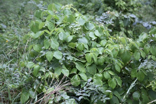 Dioscorea dregeana, photograph 6