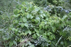 Dioscorea dregeana, photograph (c) Dr. Alexey Yakovlev, some rights reserved (CC BY)