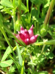 Trifolium depauperatum