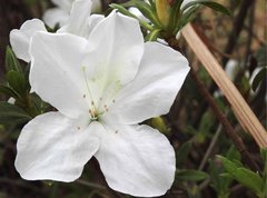 Rhododendron mucronatum