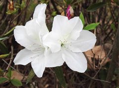Rhododendron mucronatum