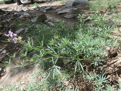 Lupinus hyacinthinus