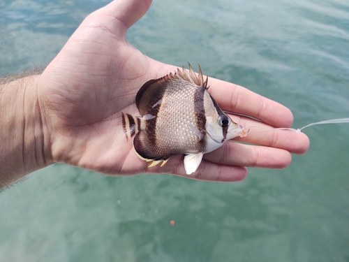 Driebands-koraalvlinder (Chaetodon humeralis) — Chaetodontidae — 3