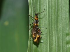 Belotus mexicanus