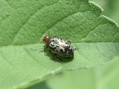 Zygogramma piceicollis