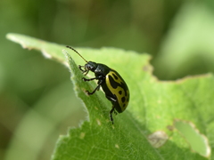 Zygogramma signatipennis