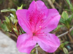 Rhododendron pulchrum phoeniceum
