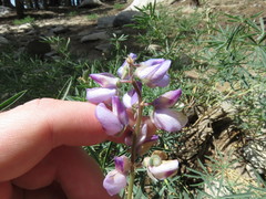 Lupinus hyacinthinus