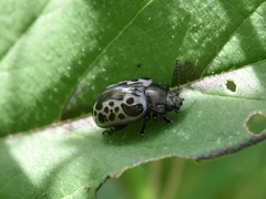 Calligrapha diversa