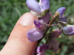 Lupinus hyacinthinus