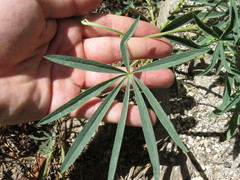 Lupinus hyacinthinus