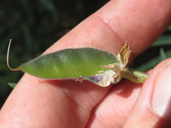 Lupinus hyacinthinus