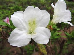 Rhododendron mucronatum