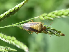 Oebalus