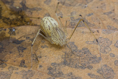 Scytodes pallida