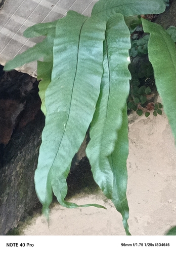 Foto de Samambaia-açu