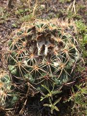 Coryphantha pycnacantha