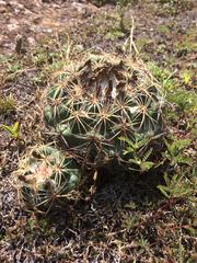 Coryphantha pycnacantha