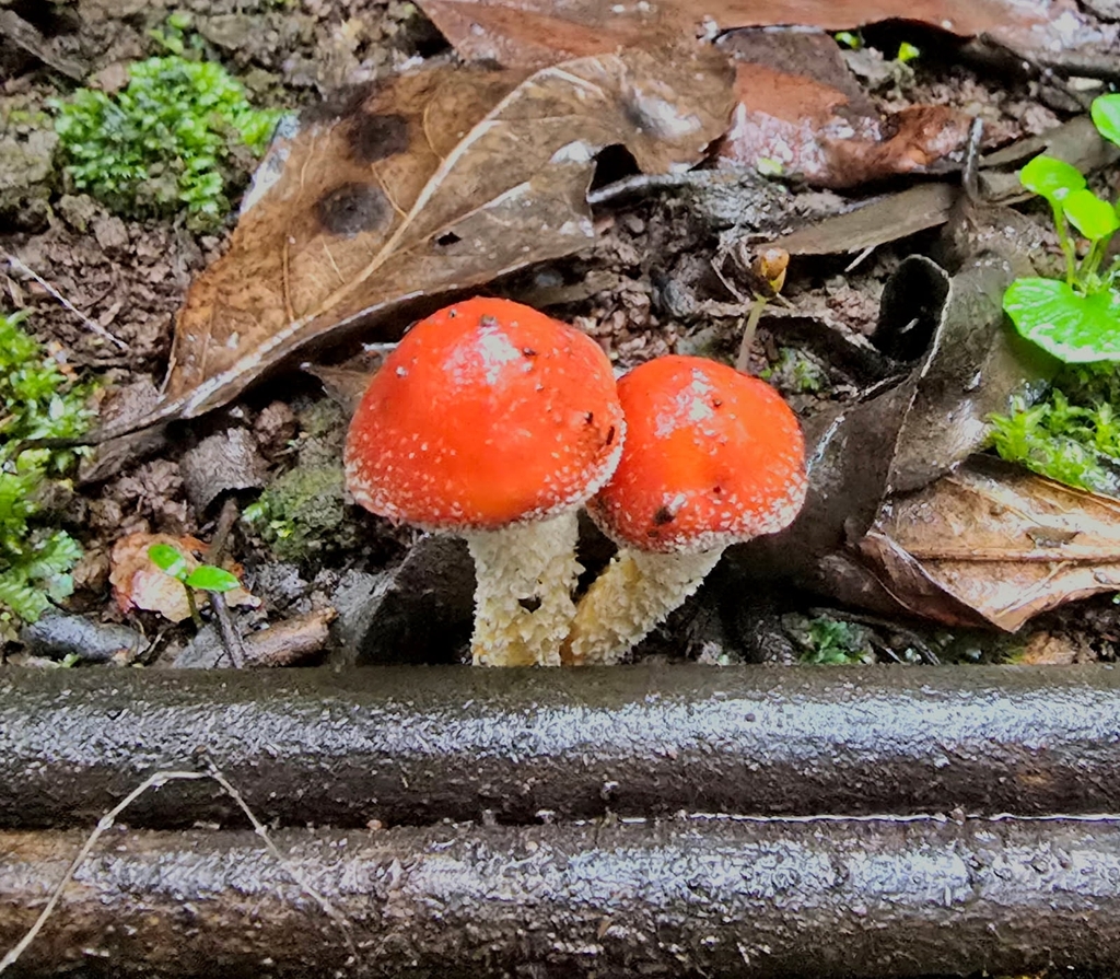 Hypholoma australianum · April 2025 · photo: © jenboyd (iNaturalist, cc0)