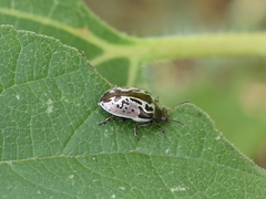 Zygogramma piceicollis