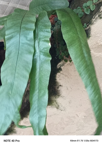Foto de Samambaia-açu