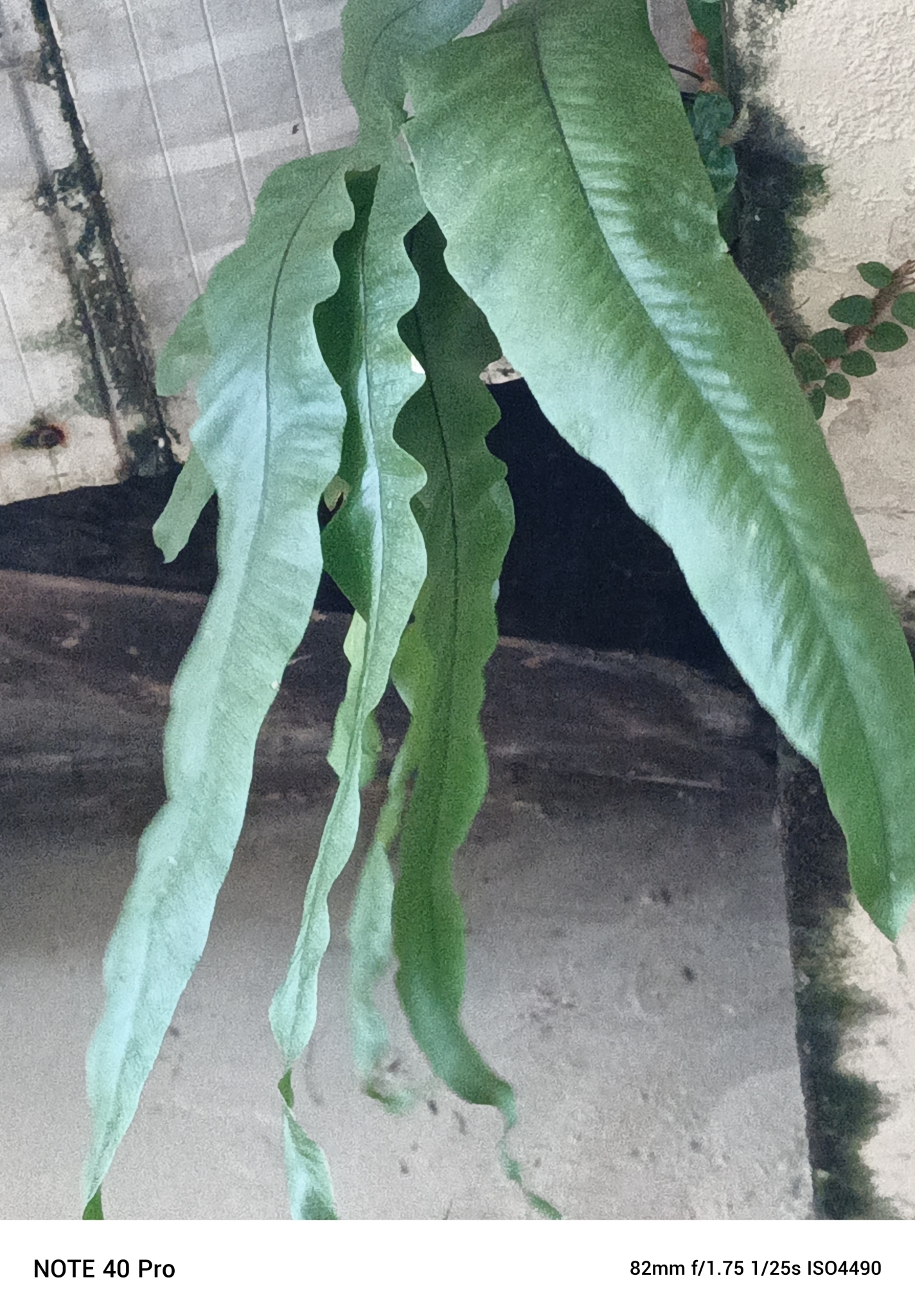 Imagem de Samambaia-açu