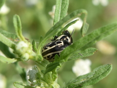 Zygogramma malvae