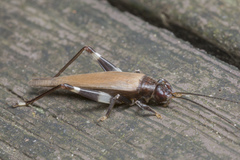 Mnesibulus bicolor