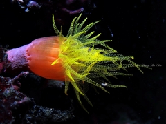 Cladopsammia gracilis