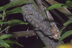 Gekko monarchus