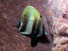 Coradion chrysozonus
