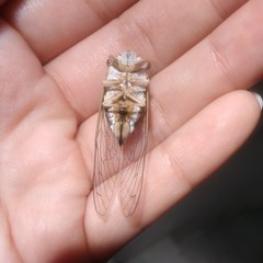 Diceroprocta semicincta