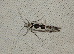 Ypsolopha sequella