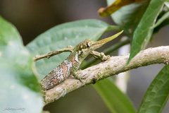 Horned Anole photo 2