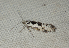 Ypsolopha sequella
