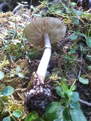 Amanita porphyria