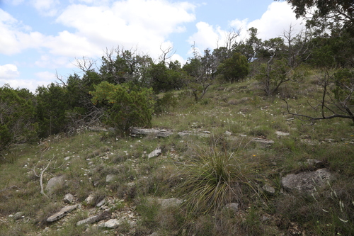 Image of Marshallia caespitosa by (c) Reid Hardin, some rights reserved (CC BY)