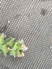 Euphrasia subarctica