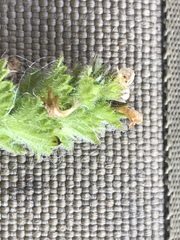 Euphrasia subarctica