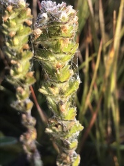 Euphrasia subarctica