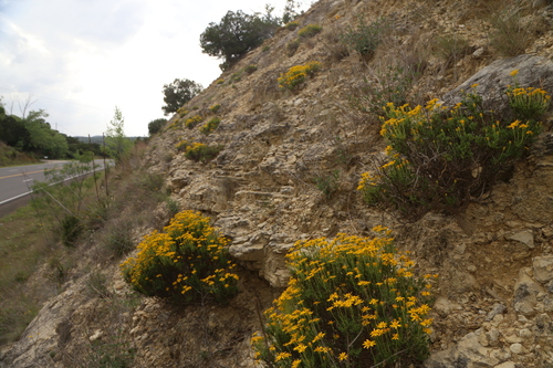Chrysactinia mexicana