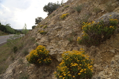 Mexican Daisy (Chrysactinia)