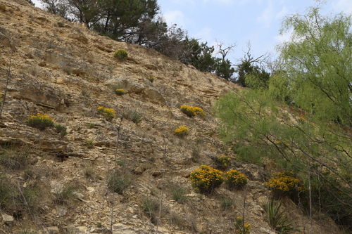 Chrysactinia mexicana