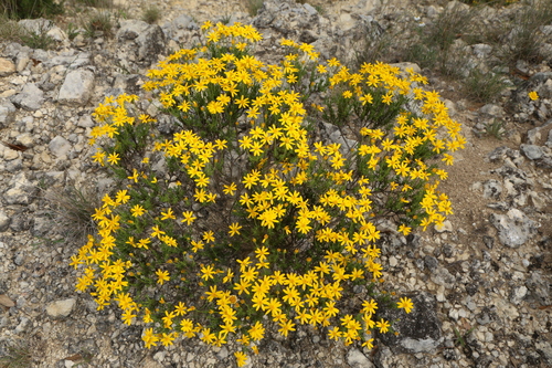 Chrysactinia mexicana