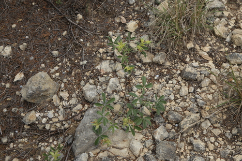 Texas Plains Indian breadroot (Pediomelum latestipulatum)