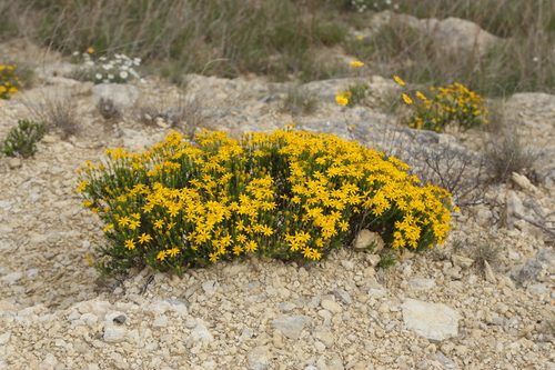 Chrysactinia mexicana
